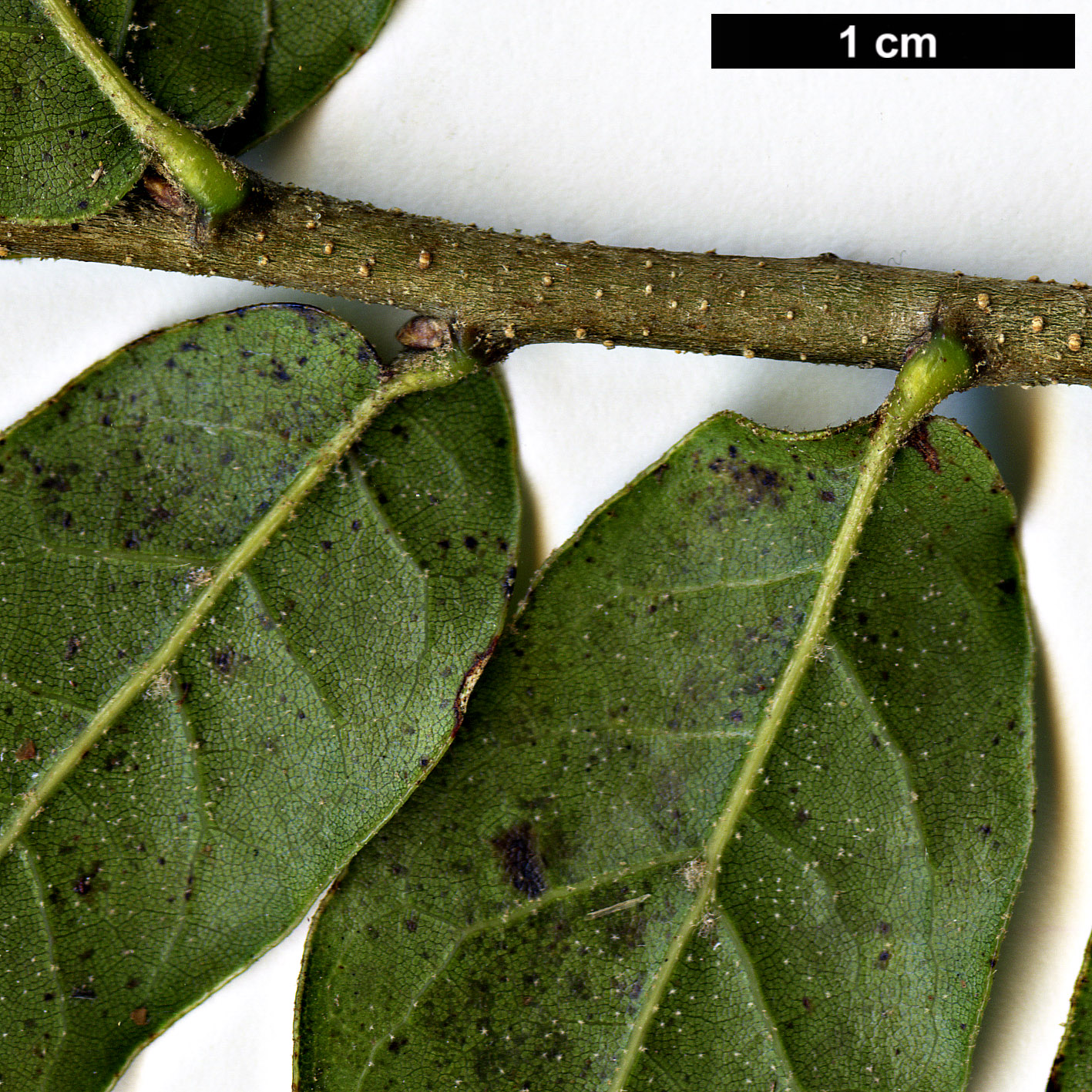 High resolution image: Family: Fagaceae - Genus: Quercus - Taxon: galeanensis HORT